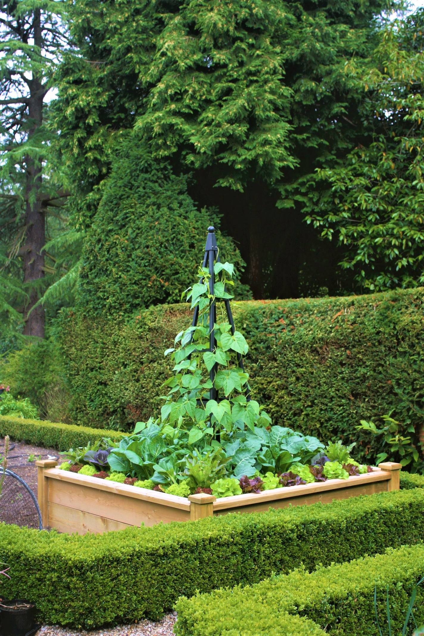 growing squash on obelisk